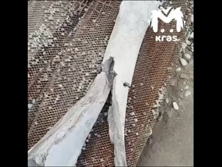 Рабочие нашли огромную кость во время раскопок в Красноярске. Предполагают, что это останки мамонта