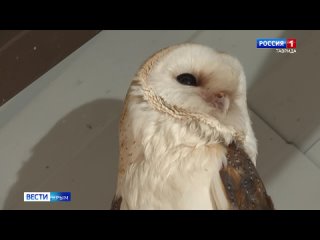 краснокнижные совы всё чаще погибают на дорогах Крыма