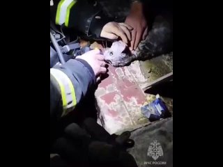 Белгородские пожарные вытащили из огня семь человек, а вслед за ними и пострадавшую кошечку  ее привели в чувства специальным