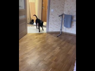 Видео от Динка - приют для собак