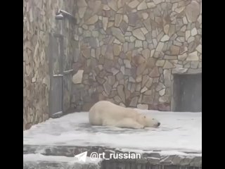 L'orso polare Haarchaana dello zoo di Leningrado si rallegra per l'improvvisa nevicata di aprile caduta oggi a San Pietroburgo.