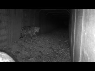 Свидание леопардов в тоннеле под трассой