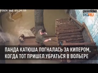 Московский зоопарк поделился новой порцией трогательных кадров с пандой Катюшей.   В объектив камер