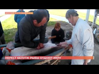 На Донском осетровом заводе начался нерест белуги