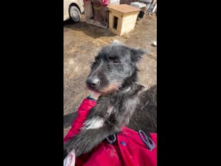 Видео от Наши собаки. Объединение волонтеров г. Северска