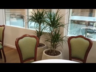 Растения в ресторане гостиницы Азимут, г. Ярославль. .