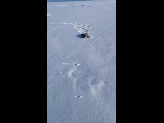 🇷🇺 ️Encontro com um filhote de foca-do-baikal