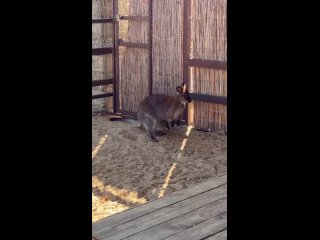 В парке «Лога» пополнение!