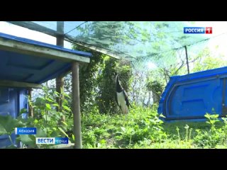 Сочинские орнитологи спасли раненого аиста