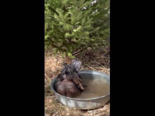 Видео от Частная конюшня “Сивка-Бурка“Пермь-Краснокамск