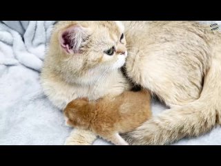 Где молоко - новорожденный котенок мяукает и зовет маму-кошку покормить его