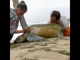 Спасение большой черепахи