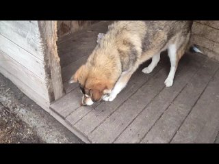 Видео от За зверушек ПРИЮТ для бездомных животных