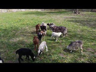 Видео от Пастушьи собаки Краснодара КП “АДЖИКА“