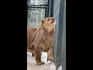 🦁 В марте прошлого года маленького львенка изъяли из автомобиля каршеринга (https://t.