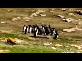 Пингвинья стрелка. Один бандос перепутал бригаду