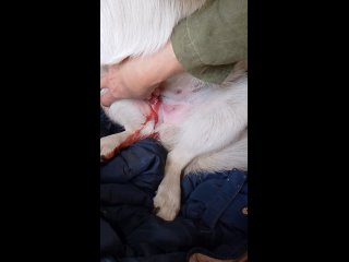 Video by Ёжкин котПомощь бездомным животным! Г.Харцызск