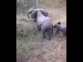 Защитили слонёнка