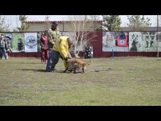 Дрессировка собак в Омске - ОЦССС