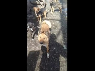 Видео от Приют для животных в Новосибирске.БУМЕРАНГ ДОБРА