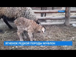 Ягненок редкой породы муфлон появился на свет в Иркутском зоосаде