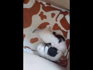 Video by Мои котятки