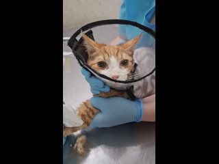 Видео от Варежка Благотворительный фонд помощи животным
