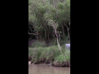 Видео от Опасная Природа