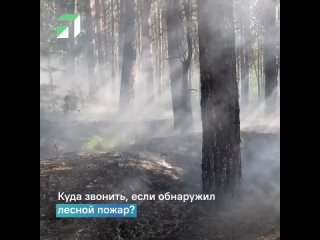 вопрос - лесной пожар.mp4