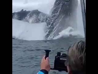 The true size of a humpback whale