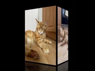 Видео от ПРИЮТ · Омские котики ·