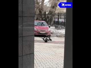 Внимание! Не повторять! Драку изображали профессионалы (только посмотрите, как ворон держал голову другой птицы лапой ). Во врем