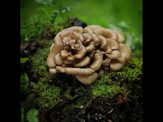 Видео от ГрибоLIFE: грибы и мы