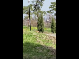 Прогулку дикой лисы сняли на видео у Мамаева кургана