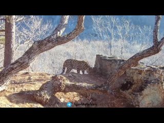 Спасённый леопард в Приморье стал героем для своего вида