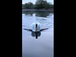 Swan coming to a smooth, stompy landing on a lake