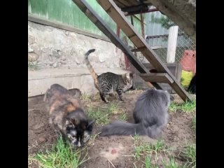 Video by Кот в Окошке. Кошки, коты и котята в дар. Минск