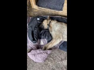 Видео от Передержка Собачье Сердце г. Салават