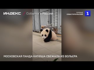 Московская панда Катюша сбежала из вольера