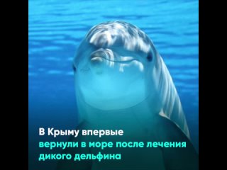 В Крыму впервые вернули в море после лечения дикого дельфина