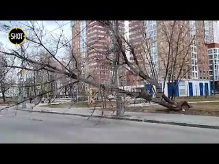 Ураганный ветер бушует в Москве: повалил несколько деревьев, перевернул палатки.