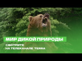 Мир дикой природы смотрите на телеканале TERRA