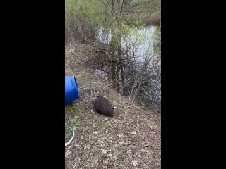 Видео от Госкомитет РТ по биологическим ресурсам