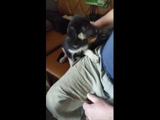 Видео от “Ёжкин кот“Помощь бездомным животным! Г.Харцызск