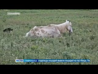 Ветеринарам удалось спасти лошадь скандального конезавода Александровского округа