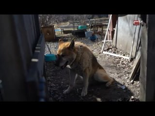 Эвакуируют людей, спасают собак: добровольцы из Югры прибыли в Курган