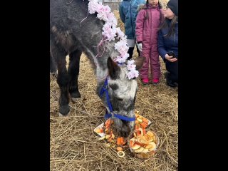 Лошадь-долгожительница из конно-спортивного клуба “Золотой мустанг“ села Троицкое Чайка сегодня, 7 апреля, отмечает свой юбилей