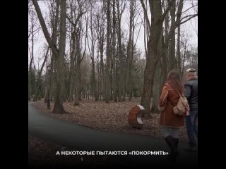 Мишки из кремлевского парка постепенно отправляются на весеннее техобслуживание