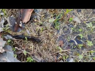 Самка и самец (с 21 секунды) гребенчатого тритона.