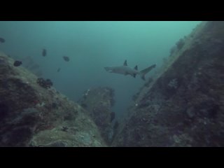 Eagle Ray & Whitetip Shark on Elephant Head Rock | Diving in the Similans, Thailand